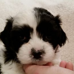 Shichon and Aussiedoodle Puppies from PTK Ranch