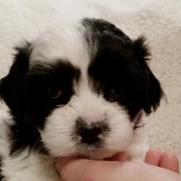 Shichon and Aussiedoodle Puppies from PTK Ranch