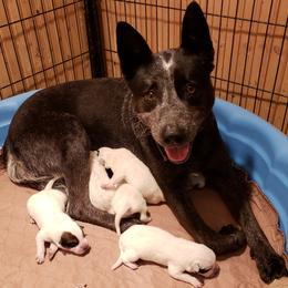 Australian Cattle Dog Puppies from Blue Coyote Ranch