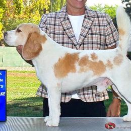 Beagle All Grown Up from HA-Penny Beagles
