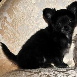 Chihuahua Puppies from Happy Little Chihuahuas