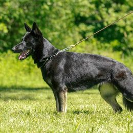 Caper - German Shepherd