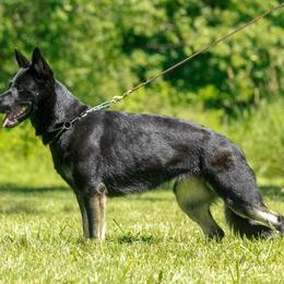 Caper - German Shepherd