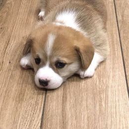 French Bulldog and Pembroke Welsh Corgi Puppies from Top Shelf Corgis