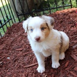 Miniature American Shepherd Puppies from Free Spirit Ranch