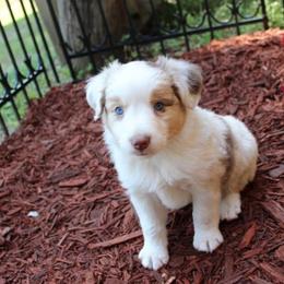 Miniature American Shepherd Puppies from Free Spirit Ranch