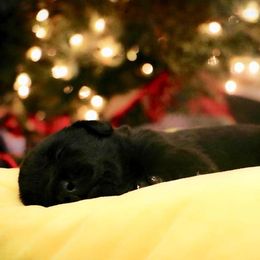 Labrador Retriever Puppies from Kicking Bird Gun Dogs