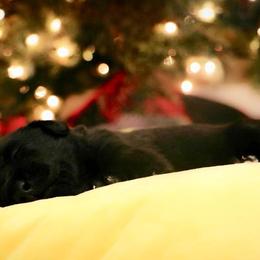 Labrador Retriever Puppies from Kicking Bird Gun Dogs