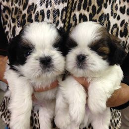 Fantasy Shih Tzu breeder of Shih Tzu