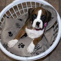 Boxer Puppies from Huntley Boxer Pieces