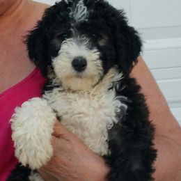 Sheepadoodle Puppies from Liberty Hill Sheepadoodles