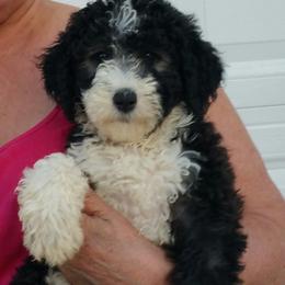 Sheepadoodle Puppies from Liberty Hill Sheepadoodles