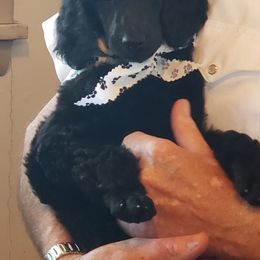 Poodle Puppies from Countryside Standard Poodles