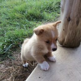 Pembroke Welsh Corgi Puppies from Nistler's Farm Corgis