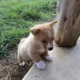 Pembroke Welsh Corgi Puppies from Nistler's Farm Corgis