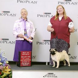 Pug All Grown Up from Snuggle Pugs