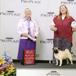 Pug All Grown Up from Snuggle Pugs