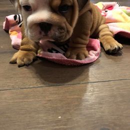 English Bulldog Puppies from Bullberry Farm