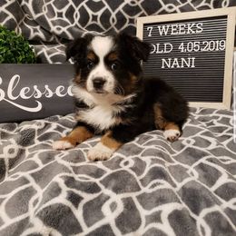 Miniature Australian Shepherd Puppies from Wilkers Wholehearted Mini Aussies