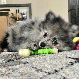 Pomeranian Puppies from Pampered Pomeranians