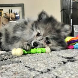 Pomeranian Puppies from Pampered Pomeranians