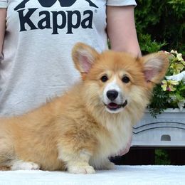 Pembroke Welsh Corgi Puppies from Texas Three Corgis