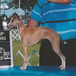 Maya - Italian Greyhound