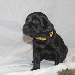Labrador Retriever Puppies from Deep Hollow Labrador Retrievers