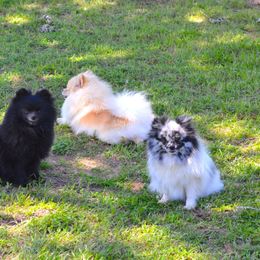 Dee Dee's Pomeranians breeder of Pomeranian