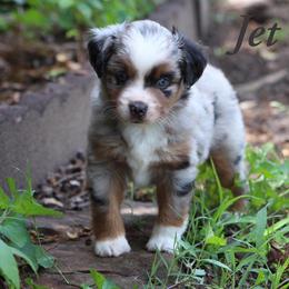 Miniature Australian Shepherd and Toy Australian Shepherd Puppies from Clay Creek Aussies