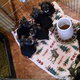 Miniature Schnauzer Puppies from Belle Vista Schnauzers