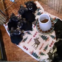 Miniature Schnauzer Puppies from Belle Vista Schnauzers