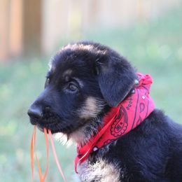 German Shepherd Puppies from Austin’s German Shepherd’s