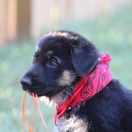 German Shepherd Puppies from Austin’s German Shepherd’s
