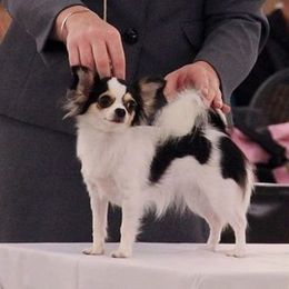 Daisy - Chihuahua
