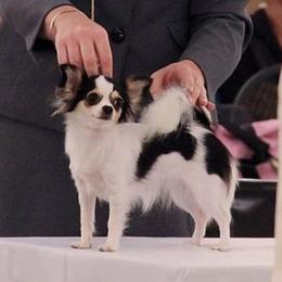 Daisy - Chihuahua