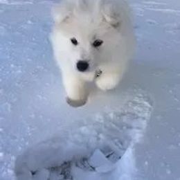 Samoyed Puppies from Diamond Star Samoyeds