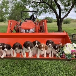 Brittany Puppies from Premier Brittany’s