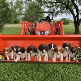 Brittany Puppies from Premier Brittany’s