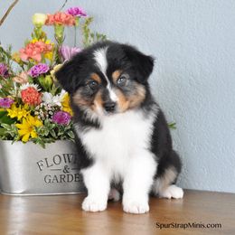 Spur Strap Miniature Australian Shepherds breeder of Miniature Australian Shepherd