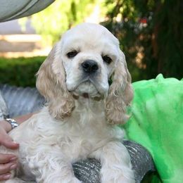 Cocker Spaniel Puppies from Lomapoint Cockers