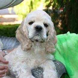 Cocker Spaniel Puppies from Lomapoint Cockers