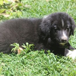 Australian Shepherd Puppies from Moss Cross Creek Aussie’s