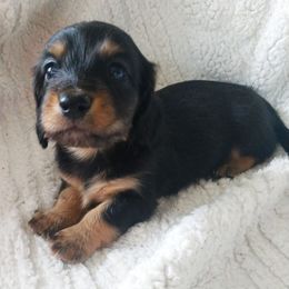 Dachshund Puppies from Cantrell Pups