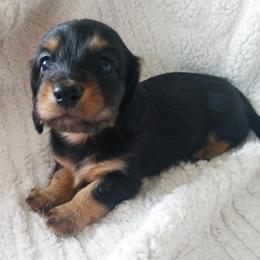 Dachshund Puppies from Cantrell Pups