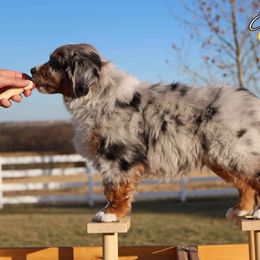 Miniature American Shepherd Puppies from Cadallie Miniature American Shepherds