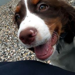 English Springer Spaniel Puppies from Brandywine Springers