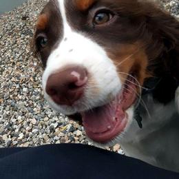 English Springer Spaniel Puppies from Brandywine Springers