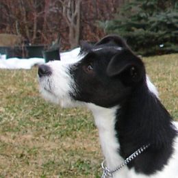 Onyx - Jack Russell Terrier