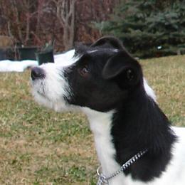 Onyx - Jack Russell Terrier
